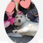 강아지를 찾습니다, 진돗개, 암컷, 1살, 경기도 양주시 덕계동 서울우유부근에서 실종 강아지를 찾습니다, 진돗개, 암컷, 경기도 양주시 덕계동... 
