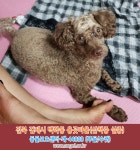 강아지를 찾습니다(강아지분실신고), 푸들/미니어처푸들, 수컷, 2살, 전라북도 김제시 백학동 용곳마을에서 실종 강아지를 찾습니다... 