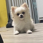 강아지를 찾습니다(강아지분실신고), 포메라니언, 수컷, 1살, 강원도 속초시 조양동 주공5차에서 실종 강아지를 찾습니다, 강아지분실신고... 