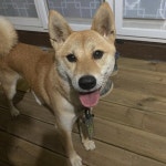 2살, 전라남도 보성군 벌교 낙성리 금평 지곡마을에서 실종 강아지를 찾습니다, 시바, 수컷, 전라남도 보성군 벌교 낙성리 금평 지곡마을, 실종신고