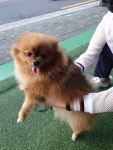 광진구 용마산로 실로암 사우나 근처(중랑구와 광진구 경계)에서 구조... 광진구 용마산로 실로암 사우나 근처(중랑구와 광진구 경계), 구조신고