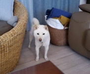 강아지를 찾습니다, 시바, 수컷, 2살, 경기도 김포시 김포시 운양동... 시바, 수컷, 경기도 김포시 김포시 운양동 1257번지 일대, 실종신고