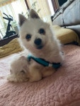 동물보호센터 : 이미지보기