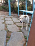 동물보호센터 : 이미지보기