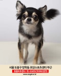도봉구 초당스포츠센터부근에서 실종 강아지를 찾습니다, 치와와, 암컷, 서울특별시 도봉구 초당스포츠센터부근, 실종신고