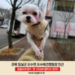 임실군 오수애견캠핑장 인근에서 실종 강아지를 찾습니다, 말티즈, 암컷, 전라북도 임실군 오수애견캠핑장 인근, 실종신고