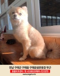 옆 화장실 앞에서 실종 강아지를 찾습니다, 포메라니언, 암컷, 전라남도 구례군 구례공설운동장 내 지리산둘레길 구례센터 옆 화장실 앞, 실종신고