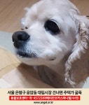 은평구 응암동 대림시장 건너편 주택가 골목에서 실종 강아지를... 수컷, 서울특별시 은평구 응암동 대림시장 건너편 주택가 골목, 실종신고