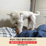 강아지를 찾습니다, 믹스견, 수컷, 1살, 부산광역시 기장군 철마면 웅천리 371에서 실종 강아지를 찾습니다, 믹스견, 수컷, 부산광역시 기장군... 