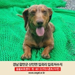 동물보호센터 : 이미지보기