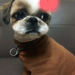 행신동 배다골수영장근처에서 실종 강아지를 찾습니다, 시츄, 암컷, 경기도 고양시 덕양구 행신동 배다골수영장근처, 실종신고