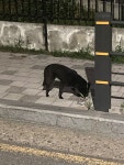 경기도 부천시 오정구 여월중학교 정문 앞에서 목격 강아지 주인을 찾습니다, 믹스견, 성별모름, 경기도 부천시 오정구 여월중학교 정문 앞, 목격신고