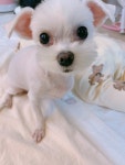 강아지를 찾습니다, 말티즈, 암컷, 5살, 대전광역시 서구 관저북로 80... 암컷, 대전광역시 서구 관저북로 80, 원앙마을 2단지 202동, 실종신고