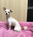 개를 찾습니다, 믹스견, 암컷, 8살, 인천광역시 미추홀구 낙섬중로18 용현5동 대림아파트 5동 근처에서 실종 개를 찾습니다, 믹스견, 암컷... 
