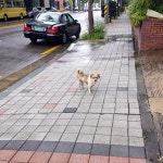 강아지 주인을 찾습니다, 믹스견, 성별모름, 나이모름, 경상북도 포항시 남구 포항시 남구 유강 청구 타운 아파트 ~ 대림한숲타운 3단지 아파트 앞... 