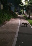 동구 반야월북로 8 고가다리 아래에서 목격 강아지 주인을 찾습니다... 대구광역시 동구 대구광역시 동구 반야월북로 8 고가다리 아래, 목격신고