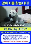 개를 찾습니다, 믹스견, 작은 백구, 암컷, 4살, 경기도 남양주시 별내 별사랑마을 2-7단지 앞 산책로에서 실종 개를 찾습니다, 믹스견, 작은 백구... 