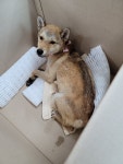 강아지 주인을 찾습니다, 믹스견, 수컷, 2살, 대전광역시 대덕구 대전로 1233 abc산업 회사 앞 도로가에서 구조 강아지 주인을 찾습니다... 