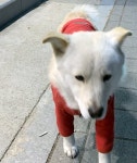 강아지 주인을 찾습니다, 진돗개, 수컷, 나이모름, 경기도 화성시 화성시 송산면 사강 배스킨라빈스 앞에서 목격 강아지 주인을 찾습니다, 진돗개... 