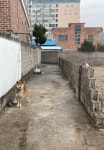 신명동 서강해수탕 인근 주택가에서 목격 강아지 주인을 찾습니다... 성별모름, 울산광역시 북구 북구 신명동 서강해수탕 인근 주택가, 목격신고