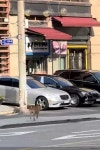 강아지 주인을 찾습니다, 믹스견, 성별모름, 나이모름, 서울특별시 성북구 성북로 39길 현대부동산 (빨간 간판) 길(4차선 왕복) 건너 건물(주 우들)... 