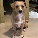 수컷, 4살, 경기도 고양시 덕양구 화정고양경찰서 부근에서 실종 개를 찾습니다, 믹스견, 수컷, 경기도 고양시 덕양구 화정고양경찰서 부근, 실종신고