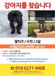 9동 병목안 삼거리에서 실종 강아지를 찾습니다, 말티즈, 수컷, 경기도 안양시 만안구 안양시 9동 병목안 삼거리, 실종신고