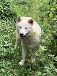 강아지 주인을 찾습니다, 진돗개, 성별모름, 나이모름, 경기도 파주시 파주 헤이리 예술마을에서 목격 강아지 주인을 찾습니다, 진돗개, 성별모름... 