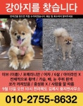 강아지를 찾습니다, 포메라니언, 암컷, 6살, 전라북도 김제시 용지면... 포메라니언, 암컷, 전라북도 김제시 용지면 용지면사무소 근처, 실종신고