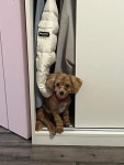 강아지를 찾습니다, 푸들/토이푸들, 수컷, 1살미만, 경기도 부천시 원미구 도당동 도당초등학교 새마을금고 사거리 꼬마김밥집 앞에서 실종... 