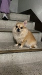 강아지 주인을 찾습니다, 치와와, 성별모름, 나이모름, 경기도 의정부시 회룡한주아파트에서 목격 강아지 주인을 찾습니다, 치와와, 성별모름... 