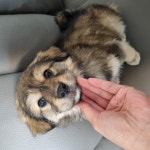 강아지 주인을 찾습니다, 기타견종, 수컷, 1살미만, 제주특별자치도 서귀포시 남원읍 태흥리 외사비횟집 앞 공원에서 구조 강아지 주인을... 