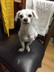 태평동 한전사거리앞 왕십리곱창골목에서 실종 강아지를 찾습니다... 암컷, 경기도 성남시 수정구 태평동 한전사거리앞 왕십리곱창골목, 실종신고
