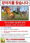강아지를 찾습니다, 진돗개, 암컷, 1살, 인천광역시 서구 검단힐스테이트6차 / 완정역 사거리에서 실종 강아지를 찾습니다, 진돗개, 암컷... 