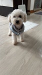 991-7 부용약국근처에서 실종 강아지를 찾습니다, 비숑프리제, 수컷, 서울특별시 영등포구 대림동 991-7    부용약국근처, 실종신고