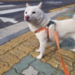 1동 삼양탕 목욕탕 부근에서 실종 강아지를 찾습니다, 시바, 암컷, 서울특별시 강북구 수유 1동 삼양탕 목욕탕 부근, 실종신고