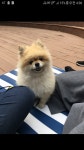 강아지를 찾습니다, 포메라니언, 수컷, 10살, 서울특별시 서대문구 신촌... 포메라니언, 수컷, 서울특별시 서대문구 신촌 창천공원 근처, 실종신고