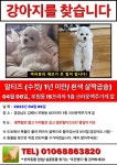 강아지를 찾습니다, 말티즈, 수컷, 1살미만, 경상남도 김해시 부원동 IS프라자 크라운호프 앞에서 실종 강아지를 찾습니다, 말티즈, 수컷... 