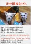 강서구 가로공원로 200-13에서 실종 강아지를 찾습니다, 말티즈, 암컷, 서울특별시 강서구 강서구 가로공원로 200-13, 실종신고