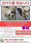 강아지를 찾습니다, 믹스견, 말티푸, 암컷, 1살미만, 경기도 성남시 수정구 신흥1동 주민센터에서 실종 강아지를 찾습니다, 믹스견, 말티푸, 암컷... 