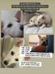 무주군 무주읍에서 실종 강아지를 찾습니다, 기타견종, 시브고르자브르종, 암컷, 전라북도 무주군 무주군 무주읍, 실종신고