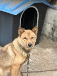 진돗개, 암컷, 9살, 경상북도 성주군 성주군 벽진면 운정리에서 실종 개를 찾습니다, 진돗개, 암컷, 경상북도 성주군 성주군 벽진면 운정리, 실종신고