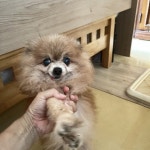 강아지 주인을 찾습니다, 포메라니언, 암컷, 13살, 인천광역시 남동구 구월4동 모래네시장가는 골목길 주택앞 도로 (벧엘커트미용실 건너편 골목)... 