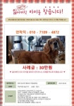 강아지를 찾습니다, 잉글리시코커스패니얼, 암컷, 6살, 충청북도 음성군 대소면 태생2리 마을회관앞에서 실종 강아지를 찾습니다... 