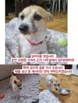 강아지를 찾습니다, 기타견종, 흰색괴 갈색이 섞여있어요 목에 핑크줄, 암컷, 2살, 전라남도 순천시 오병원사거리 주공아파트 1단지쪽에서 실종... 