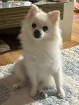 강아지를 찾습니다, 포메라니언, 암컷, 8살, 경상남도 진주시 하대동 주변에서 실종 강아지를 찾습니다, 포메라니언, 암컷, 경상남도 진주시... 