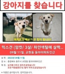 개를 찾습니다, 믹스견, 암컷, 3살, 충청북도 충주시 교현동 동아아파트 부근에서 실종 개를 찾습니다, 믹스견, 암컷, 충청북도 충주시 교현동... 