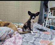 개를 찾습니다, 믹스견, 암컷, 3살, 서울특별시 중랑구 망우동 CU망우금란점에서 실종 개를 찾습니다, 믹스견, 암컷, 서울특별시 중랑구 망우동... 