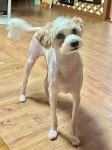 강화군 교동면 양갑리와 대룡리 중간지점 쯤에서 실종 강아지를... 수컷, 인천광역시 강화군 강화군 교동면 양갑리와 대룡리 중간지점 쯤, 실종신고
