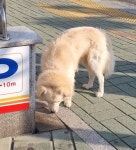 강아지 주인을 찾습니다, 기타견종, 성별모름, 나이모름, 부산광역시 사하구 부산광역시 사하구 장평로 147 장림동 우체국 근처에서 목격 강아지... 